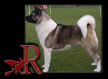 CH Redwitch Prince Consort at Stecal